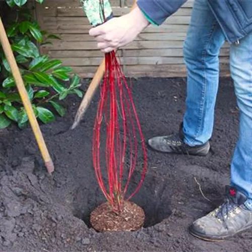 Hartriegel - Einpflanzen im Garten