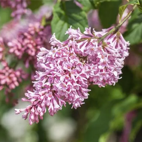 Fliederblüten ausbrechen