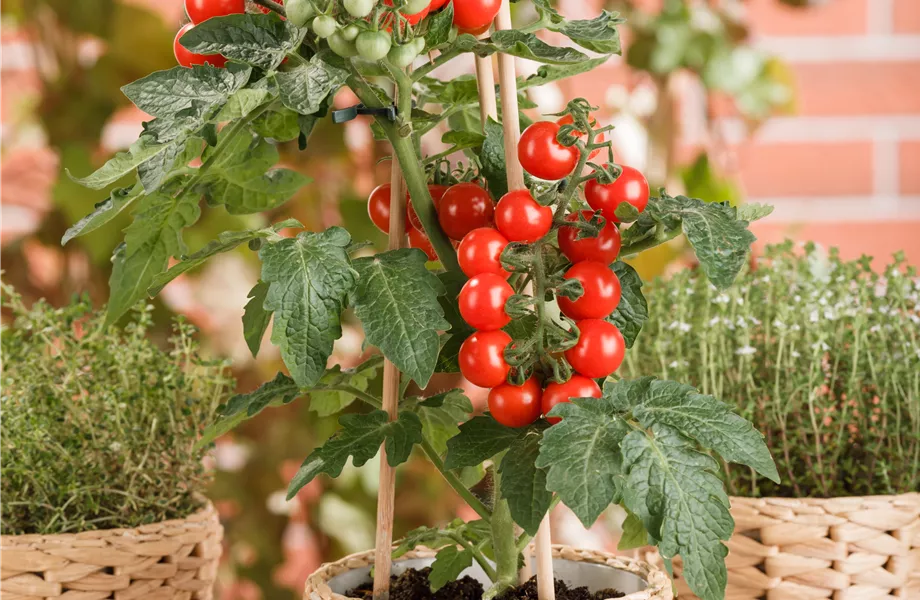 Tomaten: So geling Anzucht und Ernte