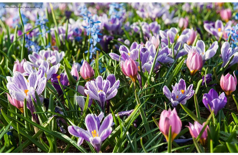 Blumenzwiebeln: Von null auf blühend