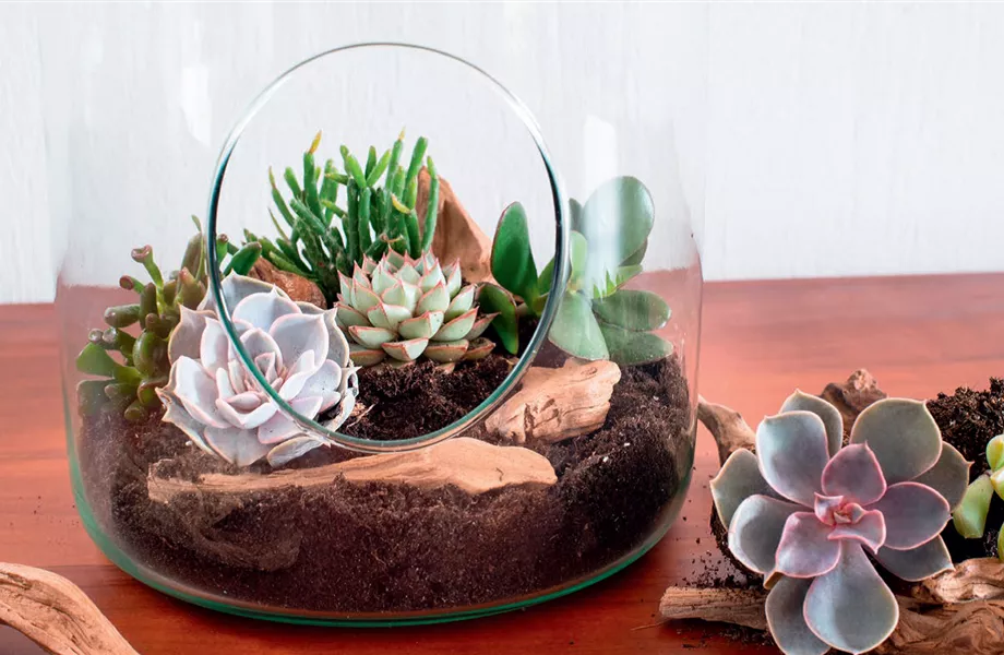 DIY-Tipp Oktober: Sukkulenten-Terrarien