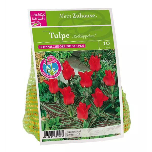 Blumenzwiebel Tulpe 'Rotkäppchen'