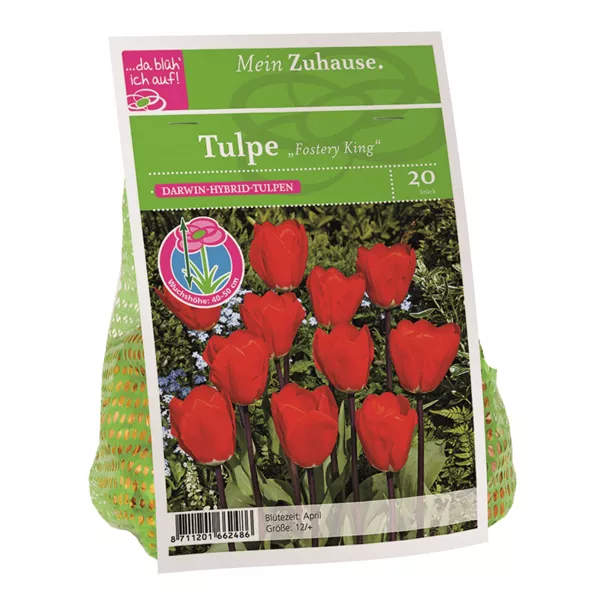 Blumenzwiebel Tulpe 'Fostery King'