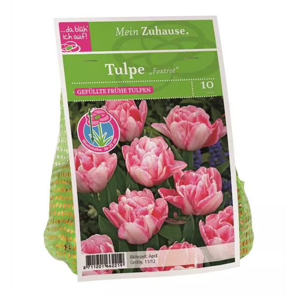 Blumenzwiebel Tulpe 'Foxtrot'