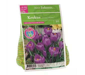 Blumenzwiebel Krokus 'Grand Maitre'