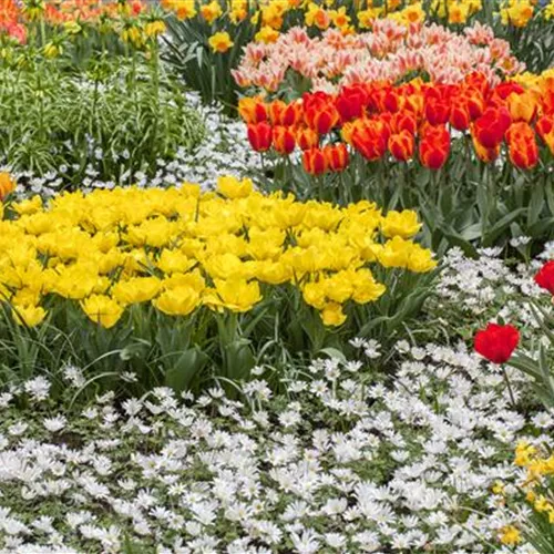 Tolle Frühblüher starten bunt ins Gartenjahr