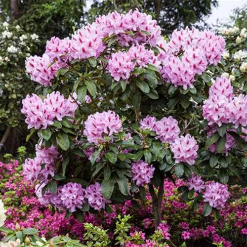 Schwarze Knospen am Rhododendron